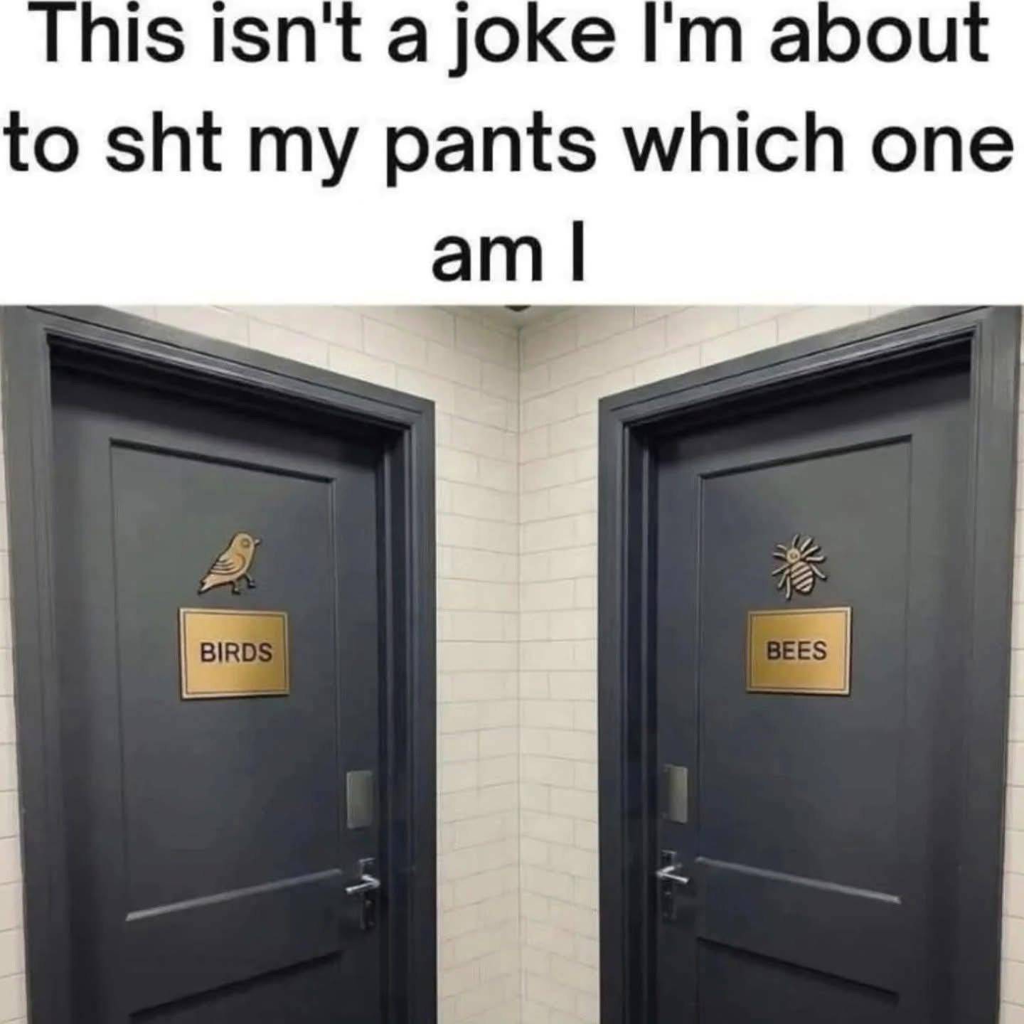 I am definitely a bird me personally