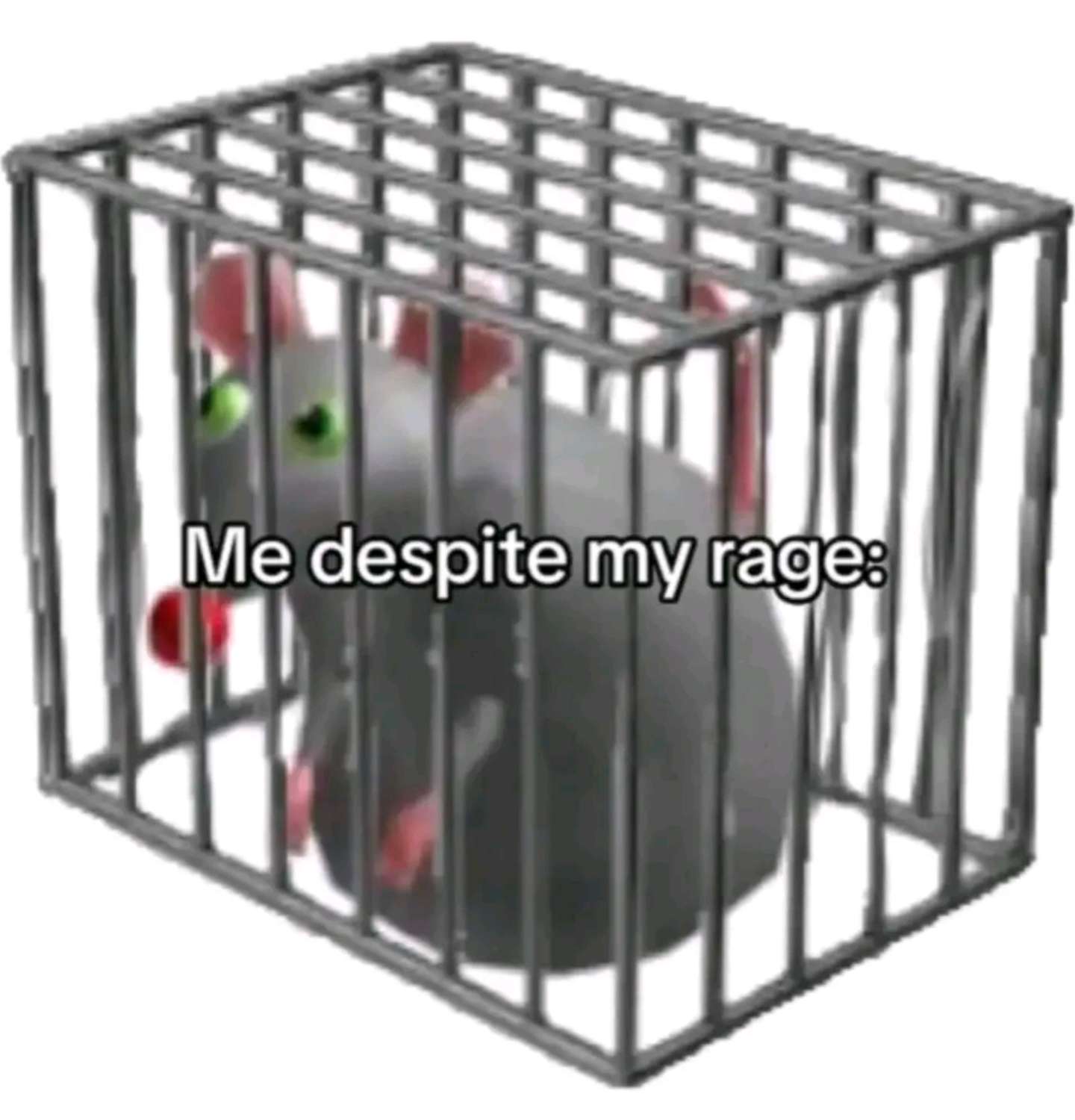 rat :3