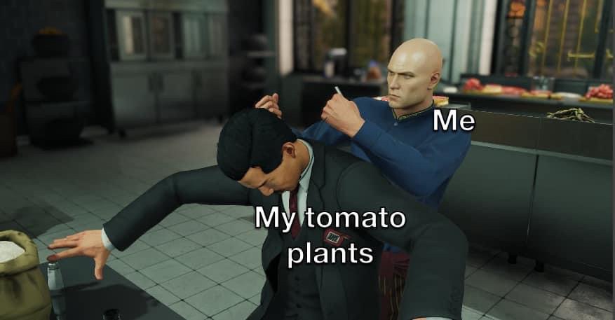 I have to learn how to grow tomatoes so I am ready when weed is legalized.
