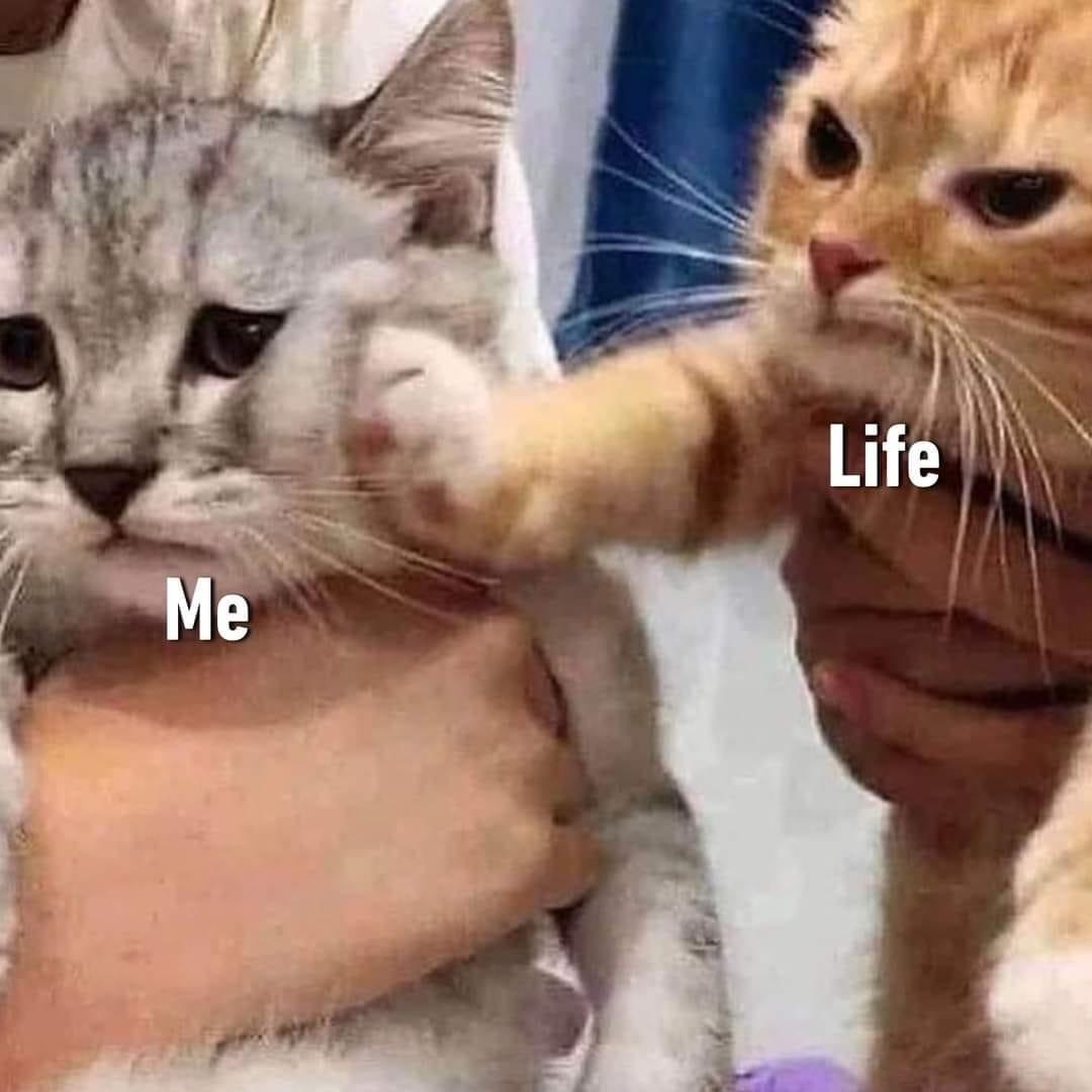 I'm just a sad kitty in a spicy kitty world