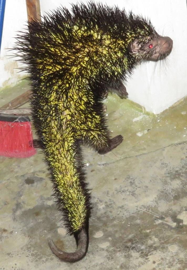 TIL about the bicolored-spined porcupine which has yellow spines at the base and a fully prehensile tail