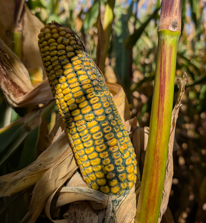 It's really ugly but it's a sign of a healthy environment for soil microbes.