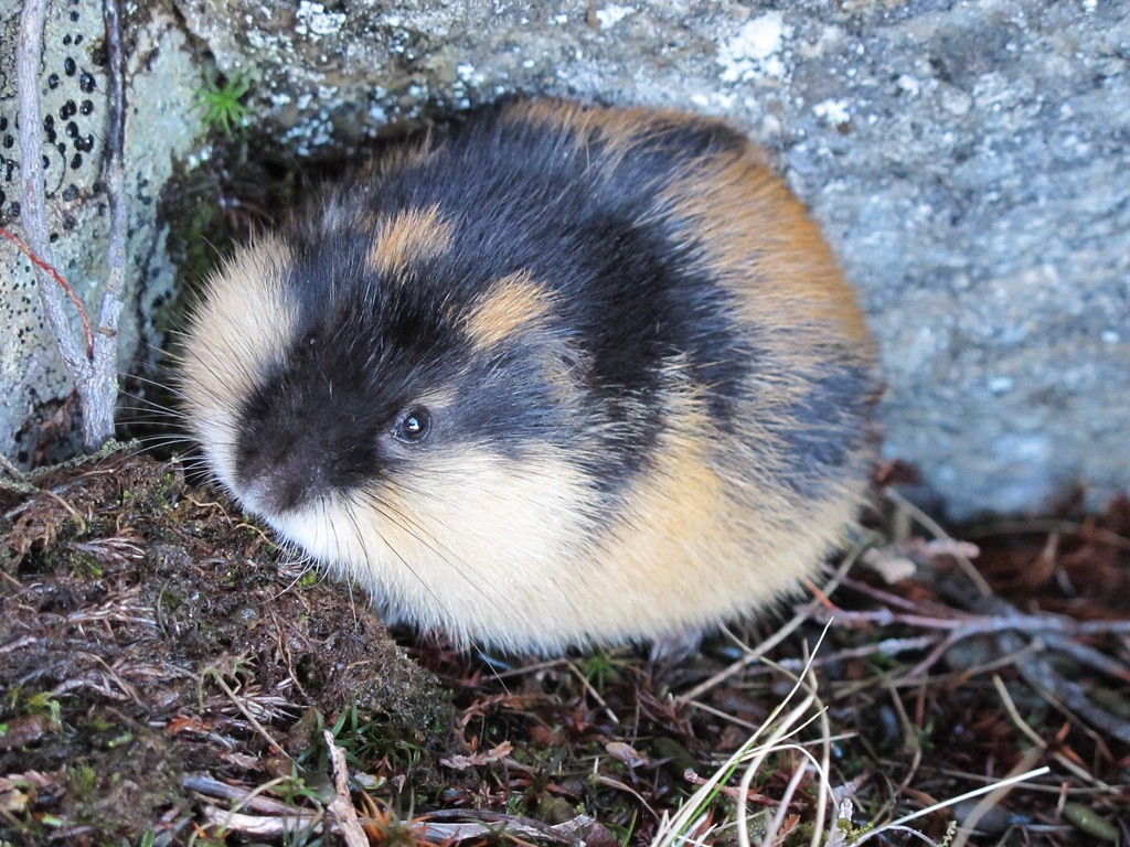 TIL what a Norwegian Lemming looks like! Lookit! Do you see it? Just a baby!