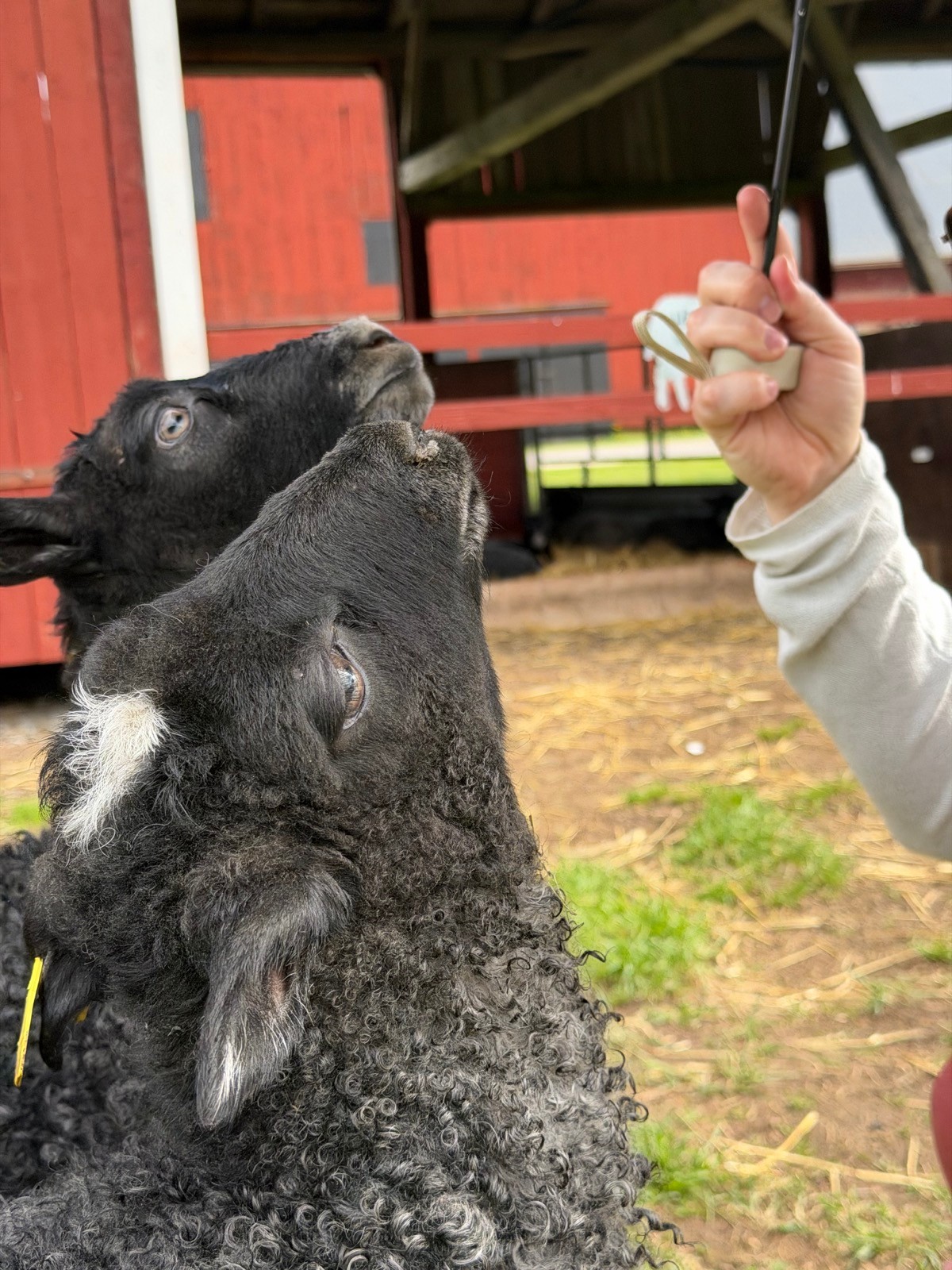 TIL that these guys' wool repel insetcs