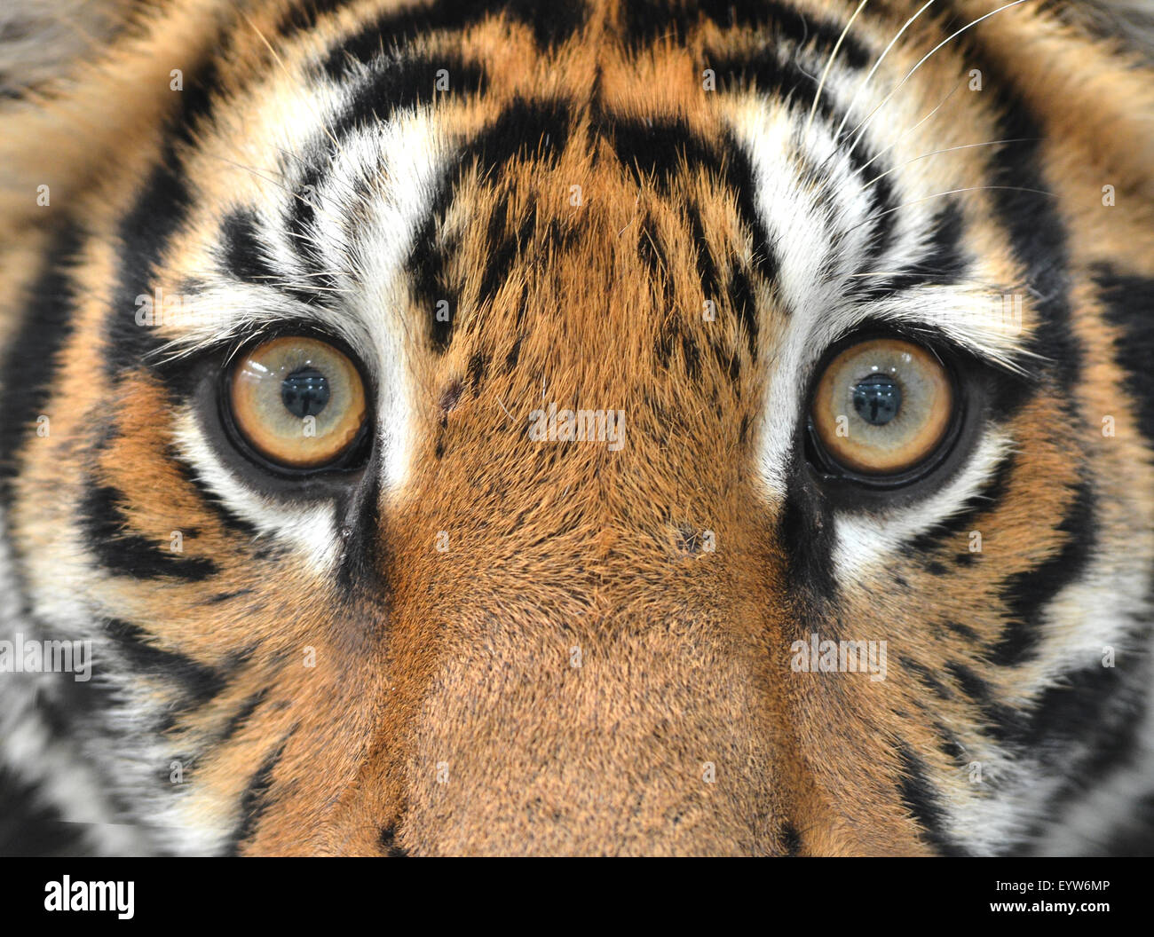 TIL tigers don't have slit pupils like housecats